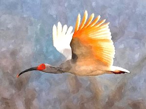 300x225 Ibis In Flight Painting By John Samsen - Ibis Painting