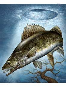 219x288 Late Ice Panfish End February Closure Ice Fishing Seasons Gamefish - Ice Fishing Painting