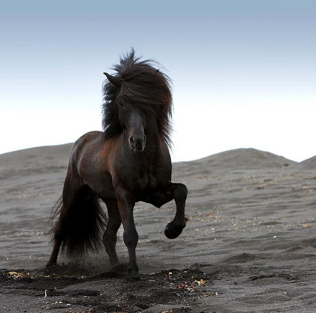 640x634 110 Best Horses Images On Cutest Animals, Fluffy Pets - Icelandic Horse Painting