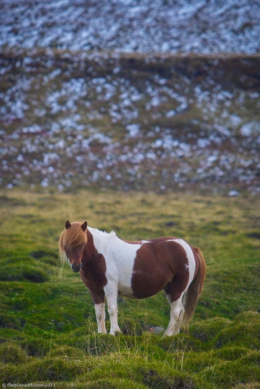 534x800 The Icelandic Horse - Icelandic Horse Painting