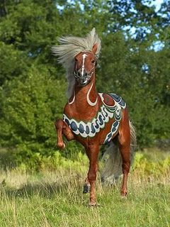 240x320 Gorgeous Icelandic Horse Painted For A Promo Shot Haha Had - Icelandic Horse Painting