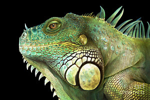 300x200 Iguana Painting By Karin Russer - Iguana Painting