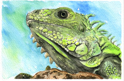 431x284 Iguana Watercolor By Adamb22 - Iguana Painting