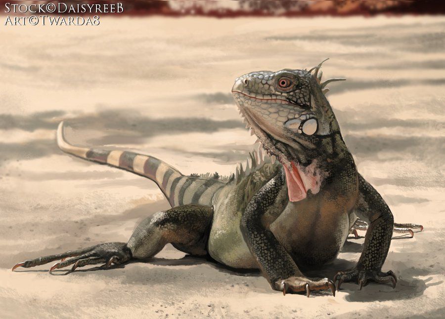 900x646 Iguana Painting By Twarda8 Paintings - Iguana Painting