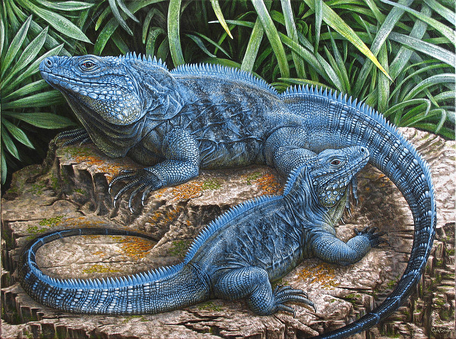 900x669 The Grand Cayman Blue Iguana Painting By Cara Bevan - Iguana Painting