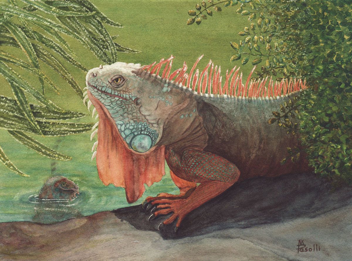 1200x891 Watercolor And Colored Pencil Images Finally Finished The Iguana - Iguana Painting