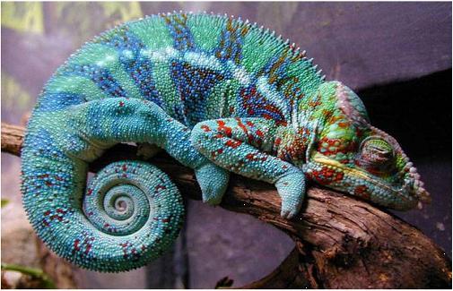 505x325 Children's Art Lessons In Albuqerque - Iguana Painting