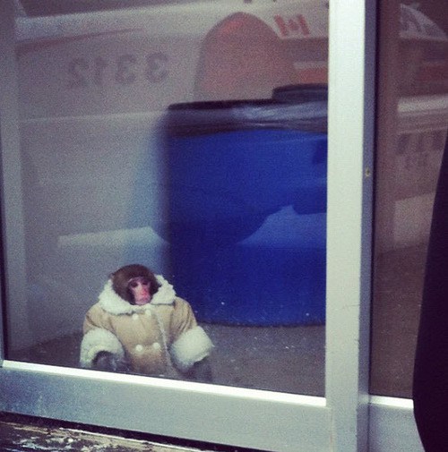 500x505 Ikea Monkey Meets Botched Jesus - Ikea Monkey Painting