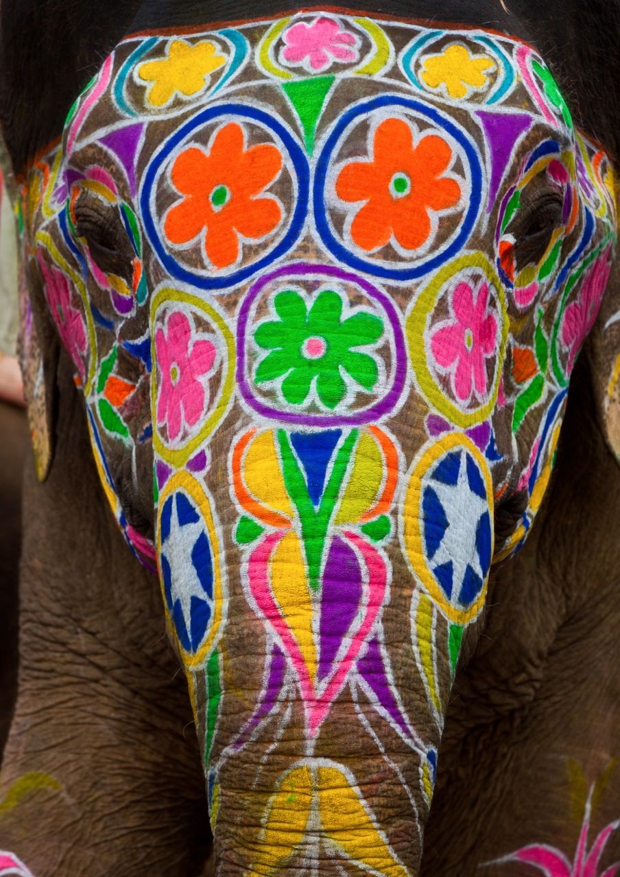 904x1280 Google Image Result - Indian Elephant Painting