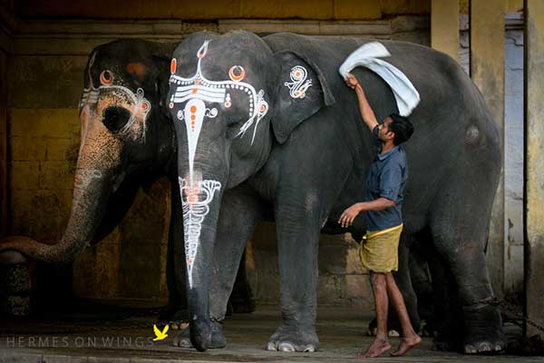 600x400 Decorated Elephants Of India - Indian Elephant Painting