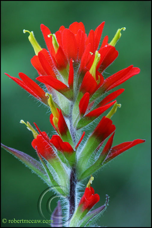 506x756 Robert Mccaw - Indian Paintbrush Painting