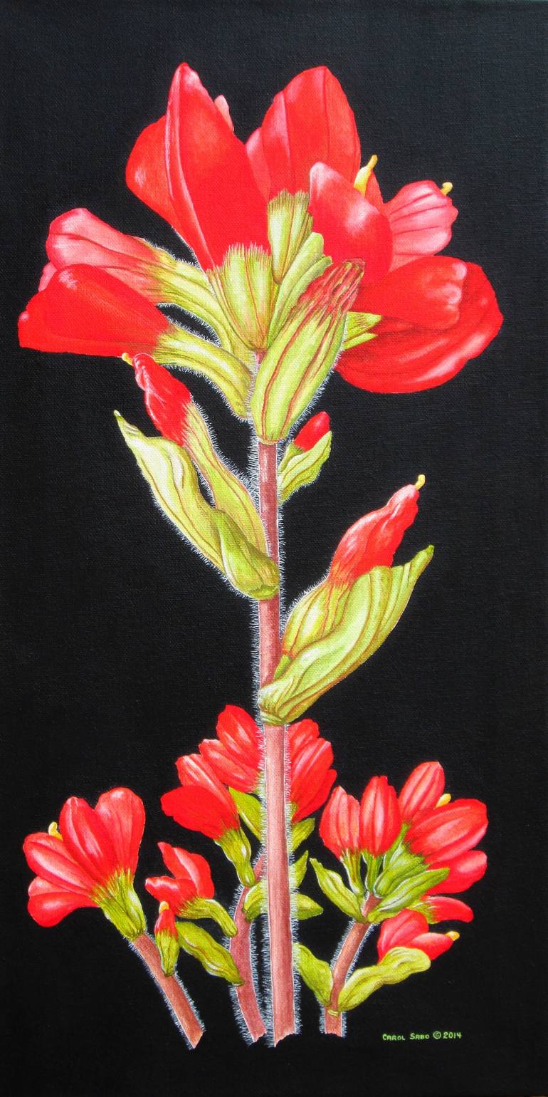 770x1540 Saatchi Art Indian Paintbrush Wild Flower Painting By Carol Sabo - Indian Paintbrush Painting