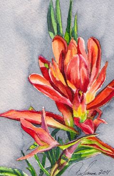 236x363 Indian Paintbrush Watercolor Painting - Indian Paintbrush Painting