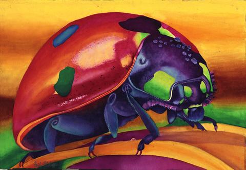 480x332 Insect Paintings Sinclair Stratton Artist - Insect Painting