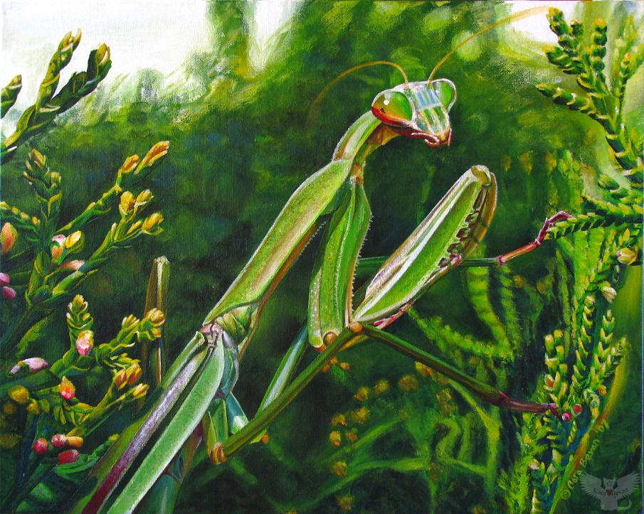 905x723 Insect And Spider Paintings By Cara Bevan, Art From The Heart - Insect Painting