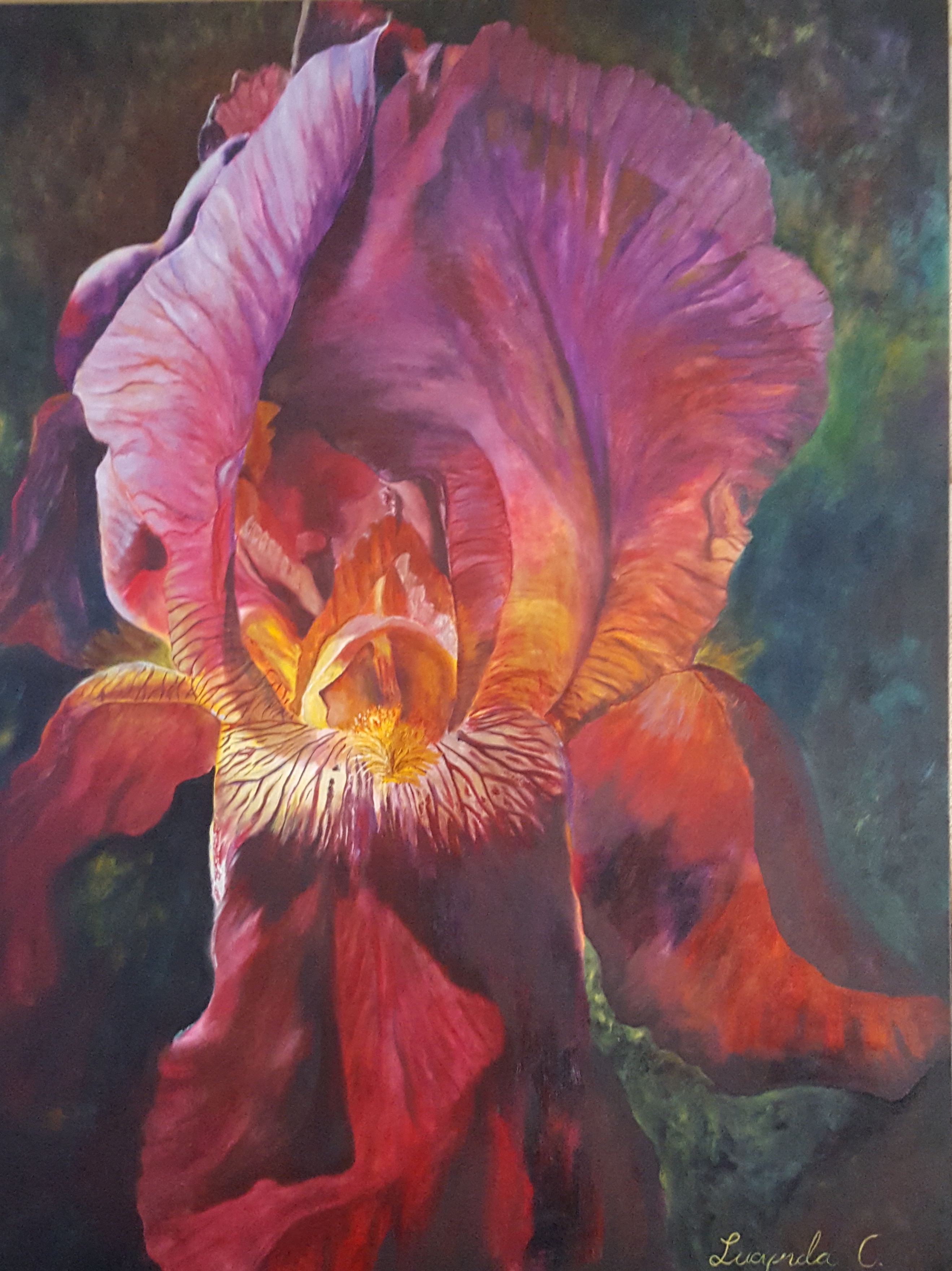 2637x3521 Large Pink And Purple Iris, Oil 30x40 - Iris Oil Painting