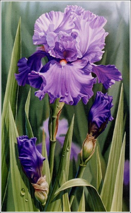 437x708 Best Irises Images By Radenbrea Studios On Irises - Iris Oil Painting