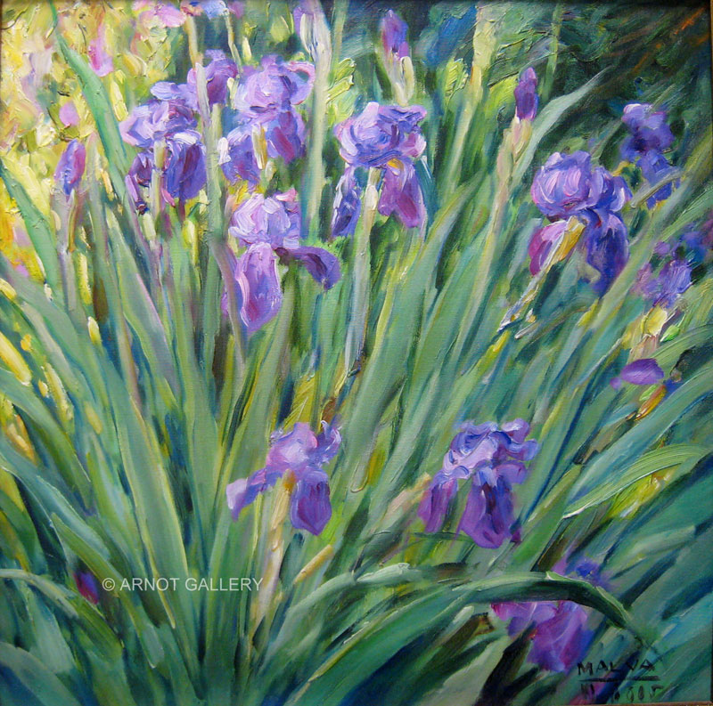 800x793 Malva - Iris Oil Painting