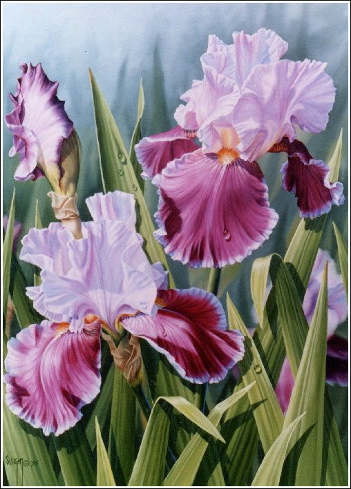 508x708 Rose Princess Iris - Iris Oil Painting