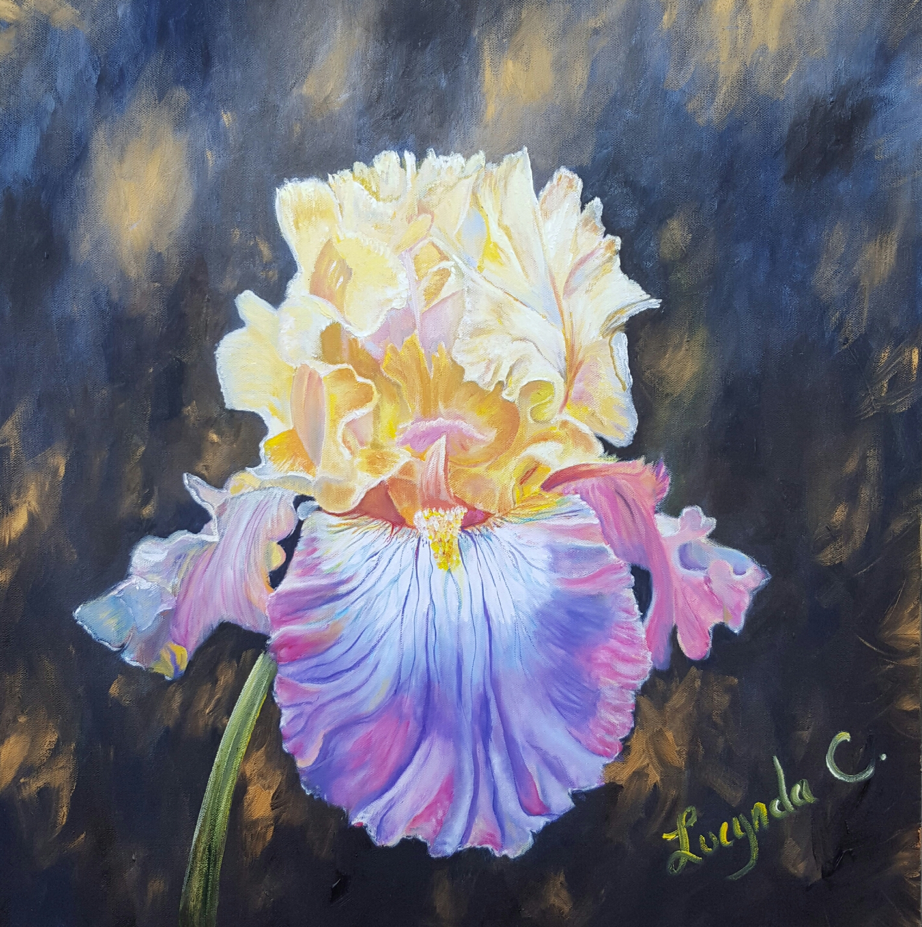 1895x1906 Bearded Iris On Black And Gold, Oil 24x24 - Iris Oil Painting