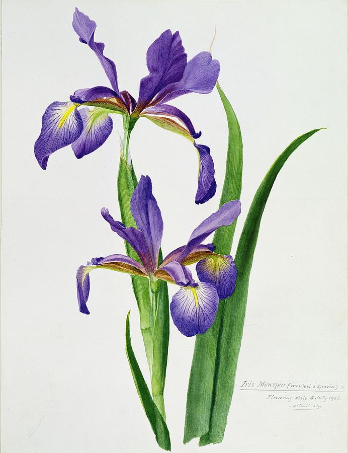 692x900 Iris Monspur Painting By Anonymous - Iris Painting