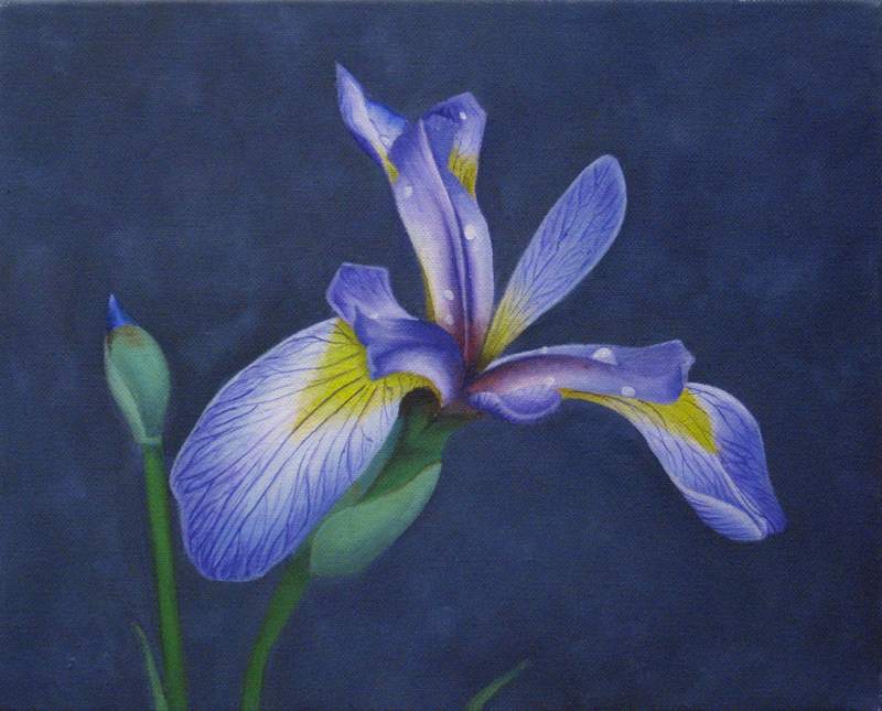 800x645 Iris Painting By I Am Coma White - Iris Painting