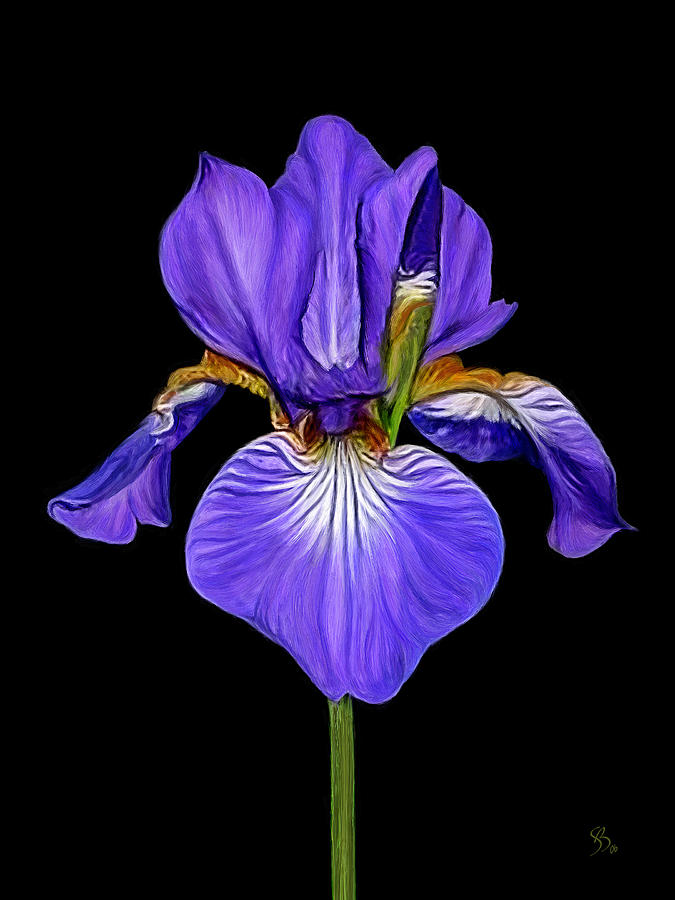 675x900 Iris Painting By Sue Brehant - Iris Painting