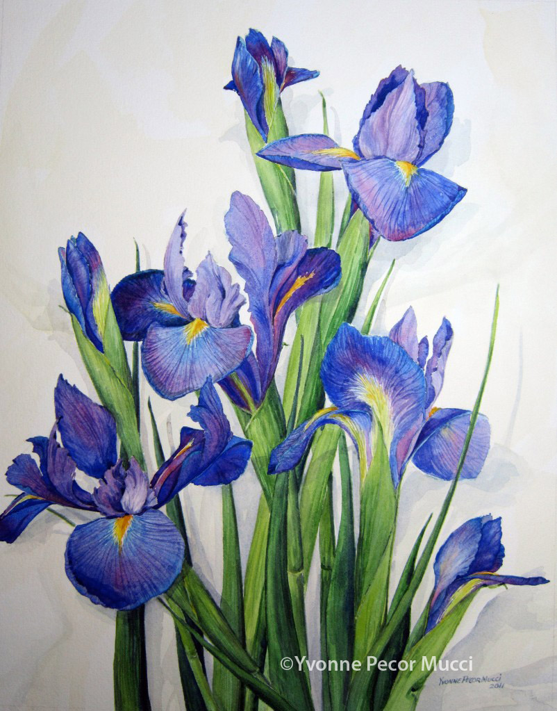 802x1023 Purple Iris For Alicia Yvonne Pecor Mucci - Iris Painting