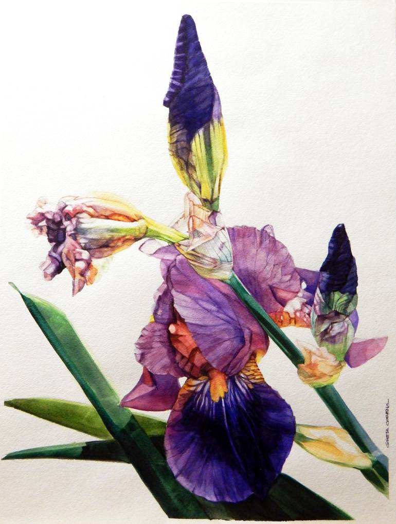 770x1019 Saatchi Art Watercolor Of Tall Bearded Purple Iris - Iris Painting