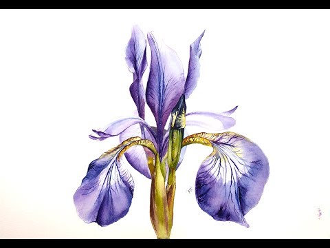 480x360 Watercolor Iris Painting Demonstration - Iris Painting