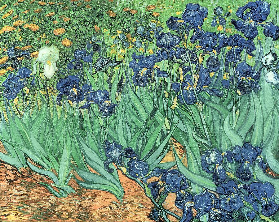 900x718 Irises Painting By Vincent Van Gogh - Irises Painting