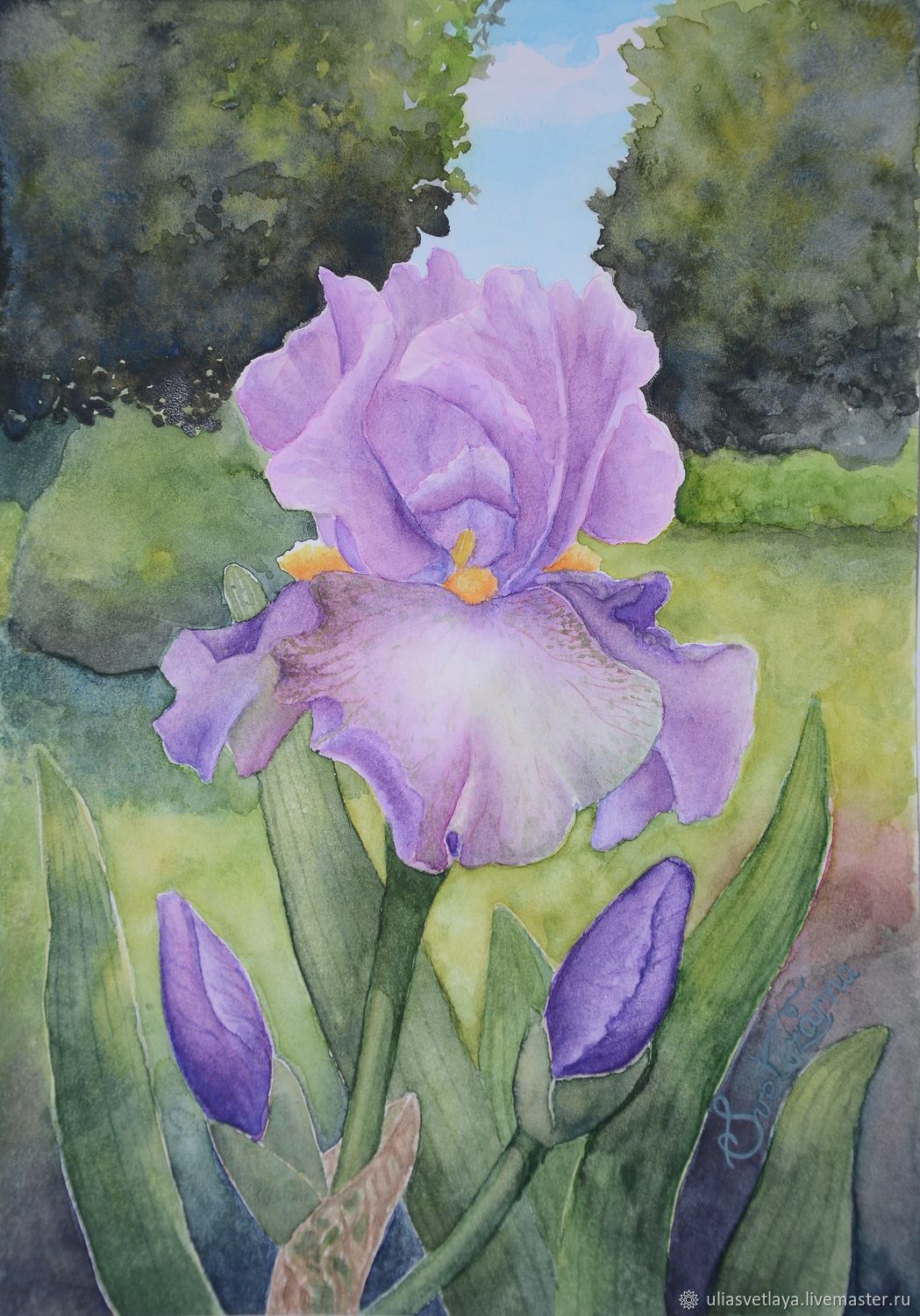 1049x1500 Painting Irises Watercolor, Painting Watercolor Flowers Shop - Irises Painting