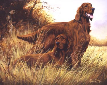 376x300 Irish Setter Open Edition Print Rmgd11 - Irish Setter Painting