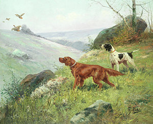 300x243 Irish Setter Paintings Fine Art America - Irish Setter Painting