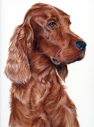321x432 Fur In The Paint Exhibiting - Irish Setter Painting