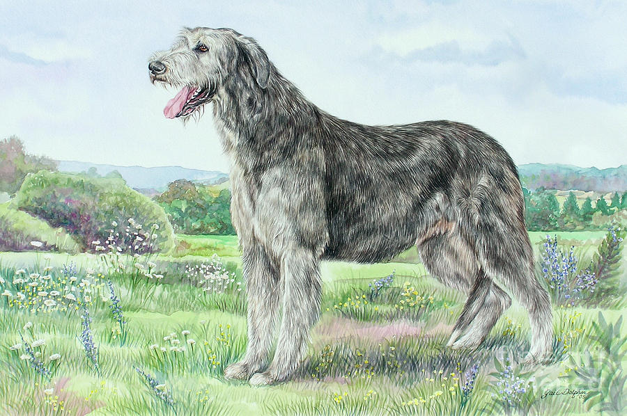 900x598 Irish Wolfhound Painting By Gail Dolphin - Irish Wolfhound Painting