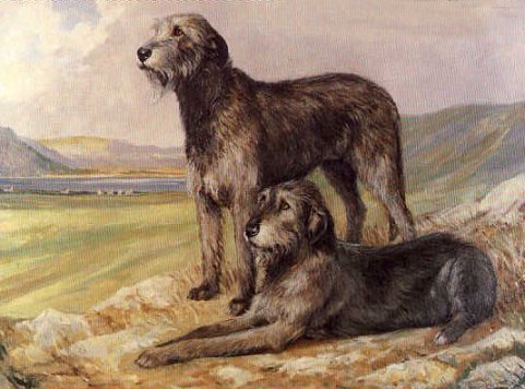 481x356 The Irish Wolfhound In Pictures - Irish Wolfhound Painting