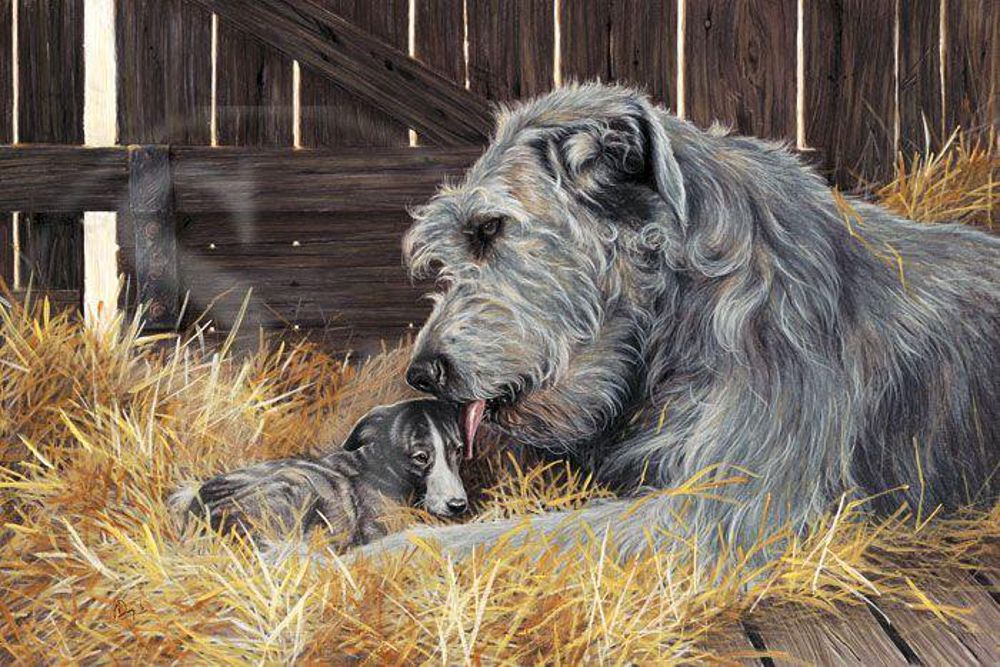 1000x667 Wolfhound Painting By Paul Doyle - Irish Wolfhound Painting
