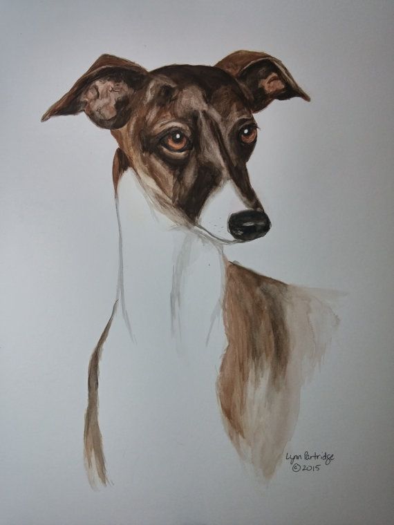 570x760 Italian Greyhound Painting Whippetsighthound Portraits - Italian Greyhound Painting