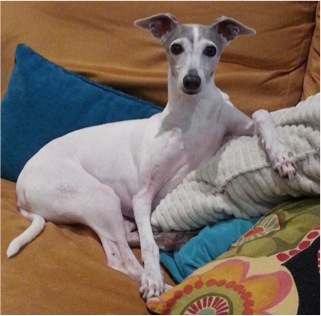 321x316 Italian Greyhound Painting - Italian Greyhound Painting