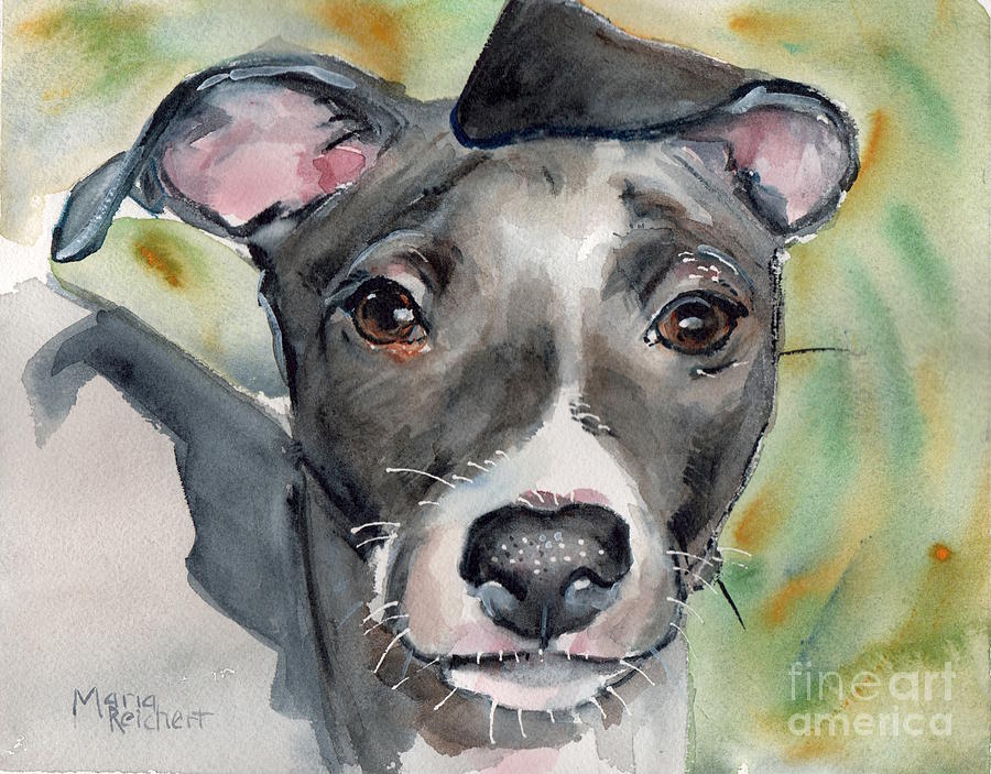 900x703 Italian Greyhound Watercolor Painting By Maria's Watercolor - Italian Greyhound Painting