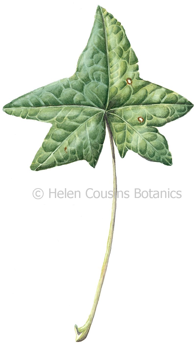 800x1408 Ivy Leaf Petals And Paints - Ivy Painting