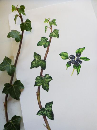 408x544 Lizzie Harper Natural History Illustrator Botanical Illustration - Ivy Painting