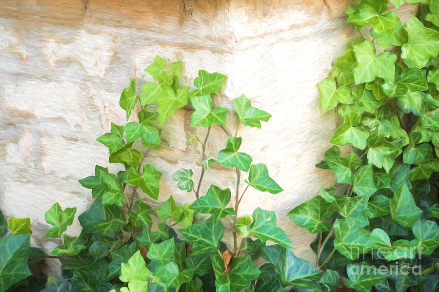 900x599 English Ivy On A Brick Wall Painting By Paul Shoopman - Ivy Painting
