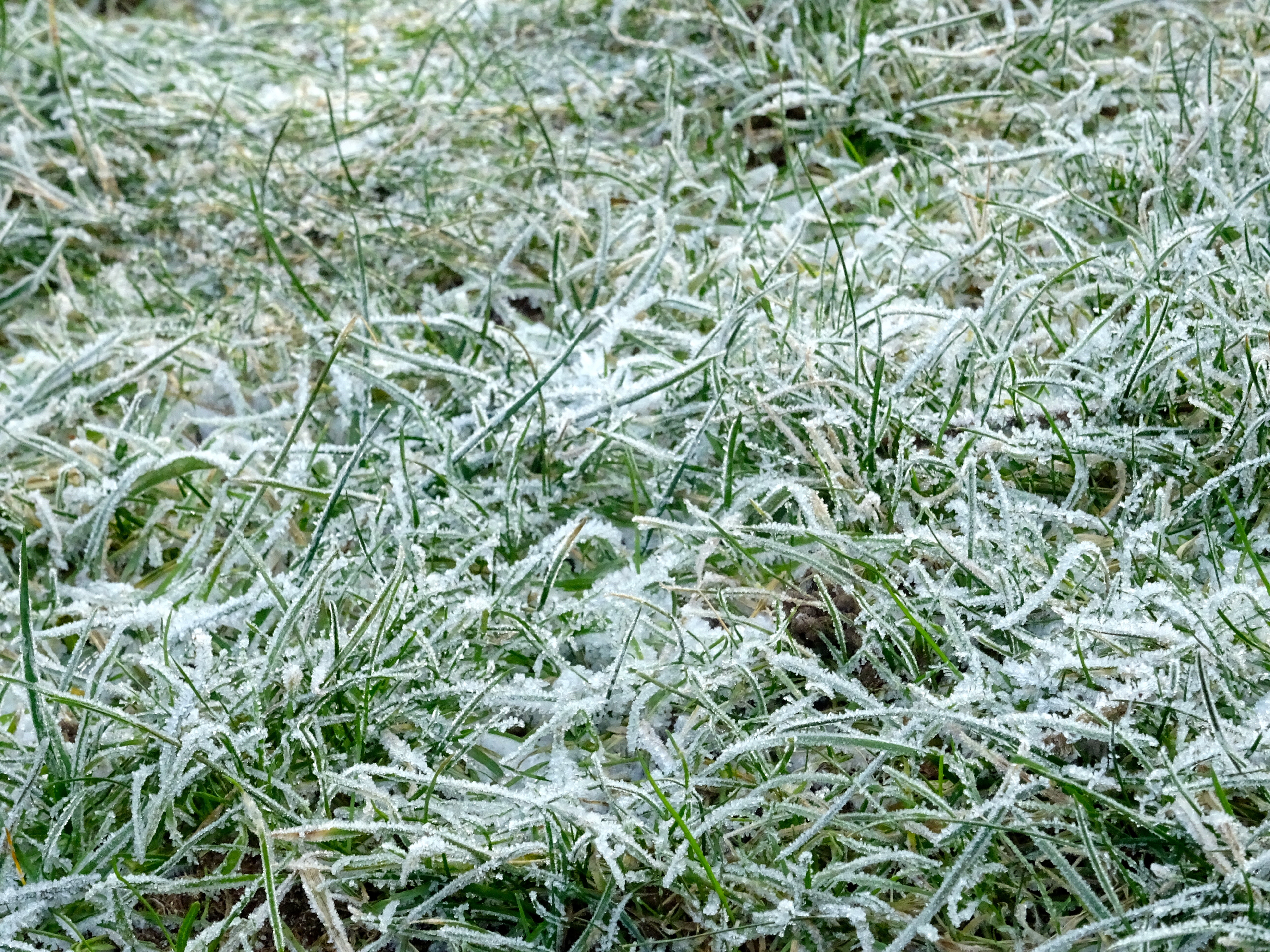 5184x3888 Painting With Jack Frost Amothershares - Jack Frost Painting