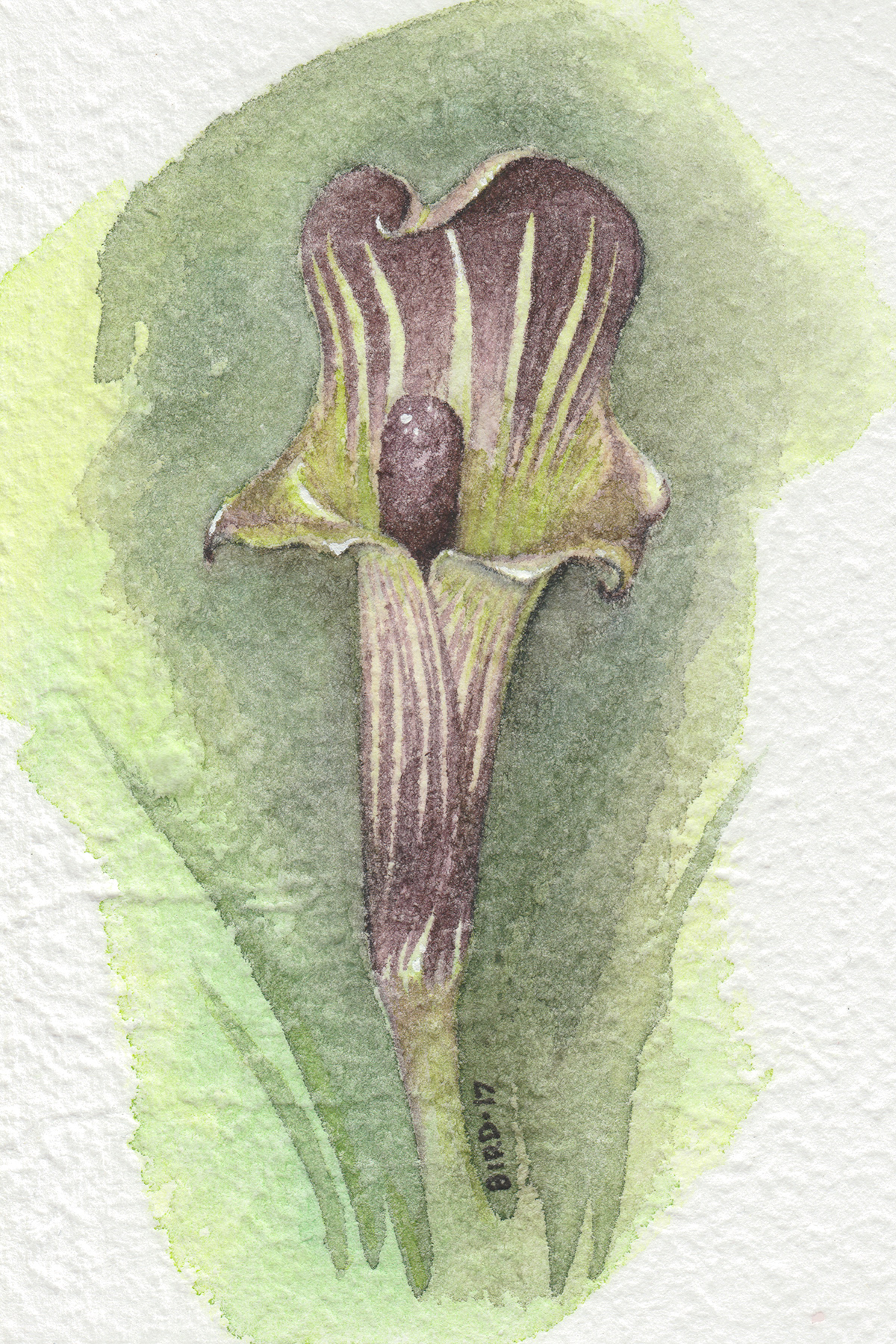 1200x1800 Jack In The Pulpit Painting (Matted) Birdartist Amp Writer - Jack In The Pulpit Painting