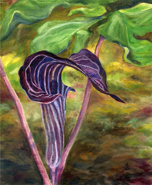 503x611 Jack In The Pulpit Painting Robert Morin Jack In The Pulpit - Jack In The Pulpit Painting