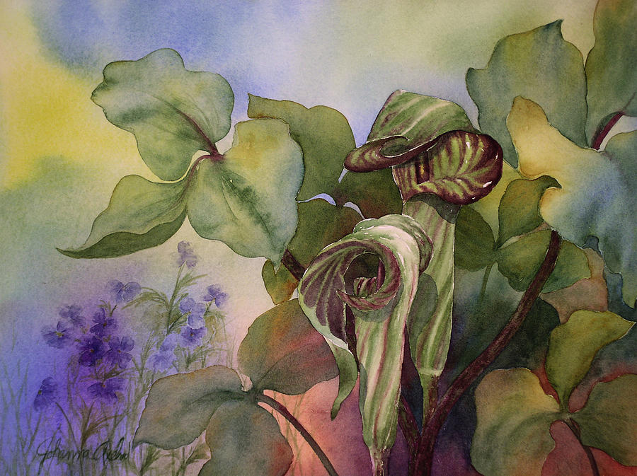 900x673 Jack In The Pulpit Painting By Johanna Axelrod - Jack In The Pulpit Painting