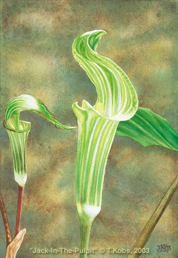 350x508 Jack In The Pulpit Wildflower Painting - Jack In The Pulpit Painting