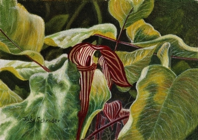 400x283 Miniature Paintings By Nature Artist - Jack In The Pulpit Painting